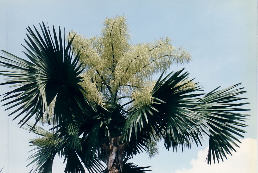 Palm flowers